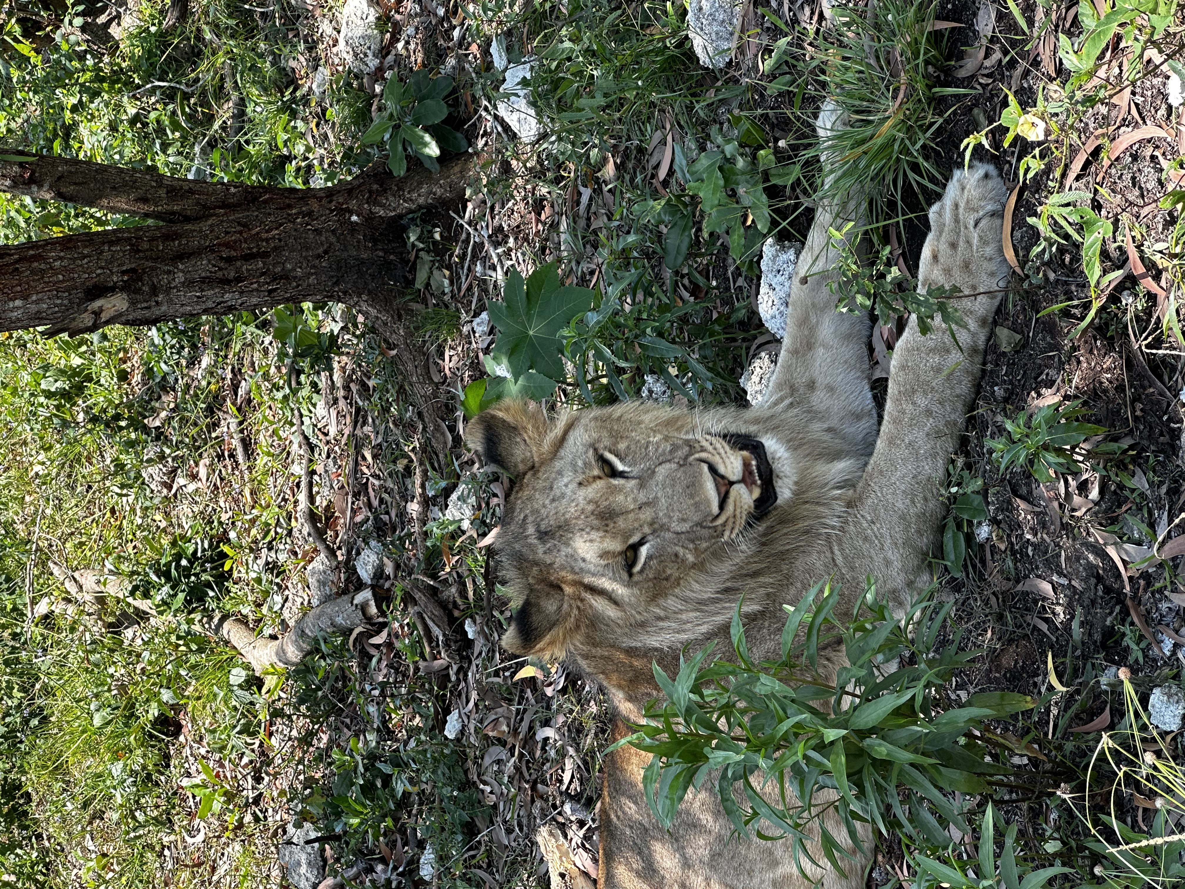 Lion Looking